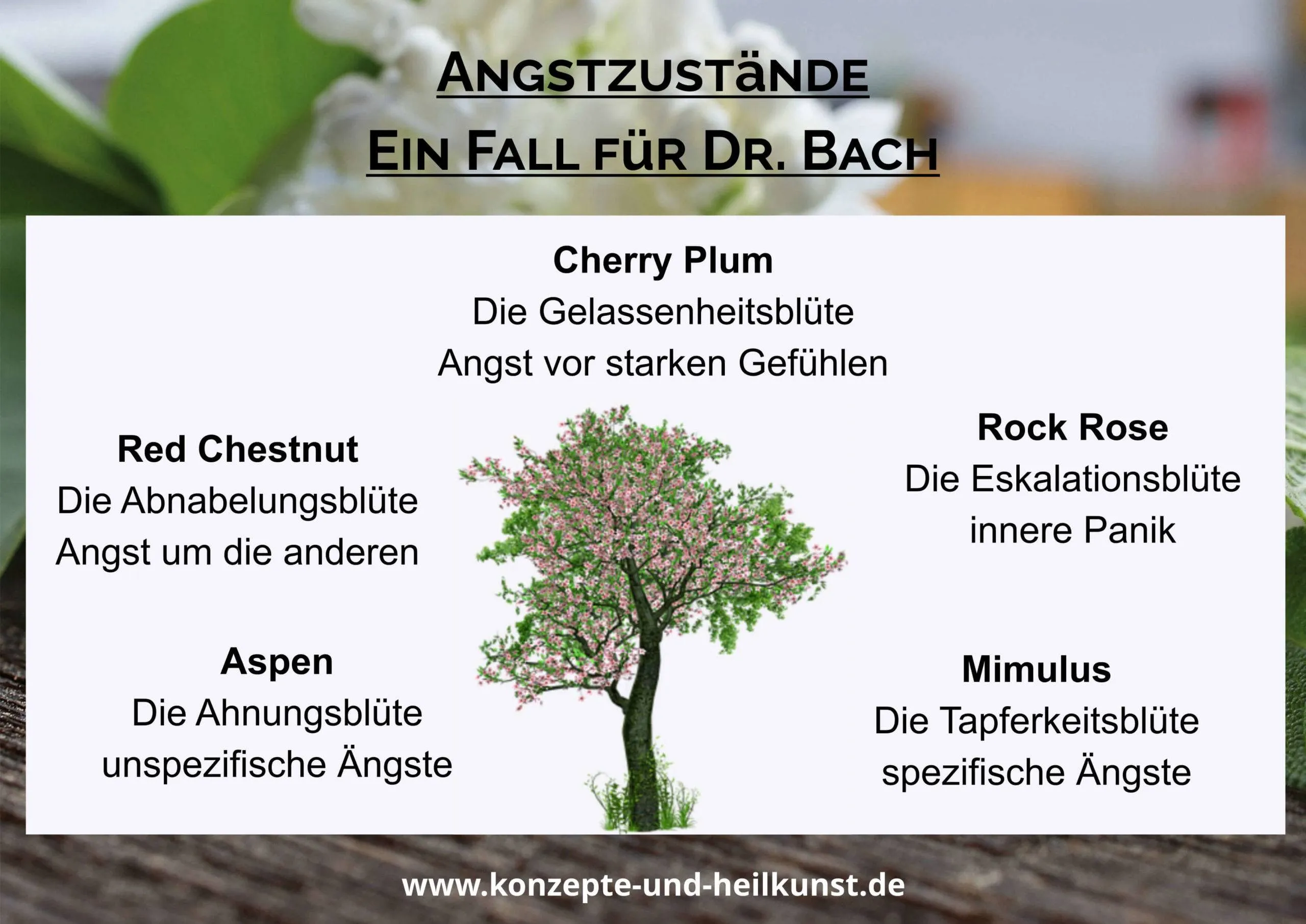 Blütenessenzen helfen