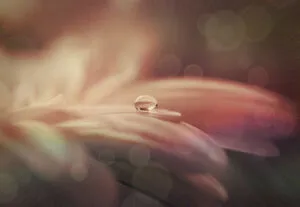 Bachblüte zarte Blüte mit Wassertropfen